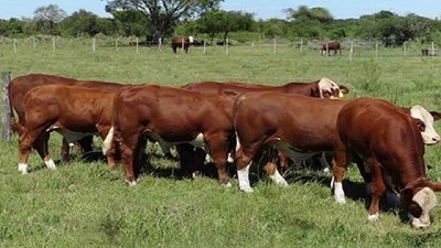 Se negoció con altibajos el precio de la hacienda en el Mercado de Liniers