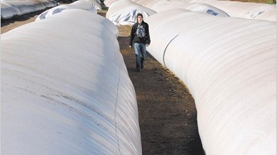 La soja tocó un mínimo en 14 meses y la cosecha local se devaluó u$s 2000 millones