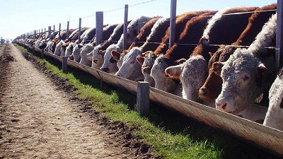 Feedlot: cómo impactan el tipo de ración y el sistema de suministro