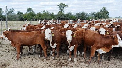 Hacer un novillo pesado es toda una política de Estado
