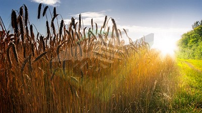 Clima: “La fina pide tiempo seco” – CCA/Agrositio