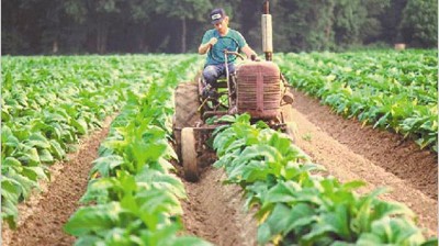 La producción de tabaco se desplomó hasta el volumen más bajo en 25 años
