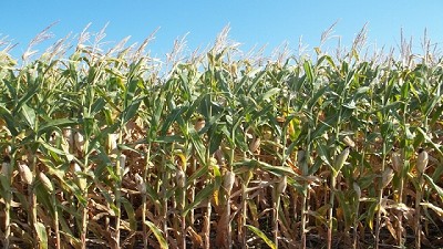 Maíz: golpes de calor reducen hasta un 48 % el tamaño de los granos