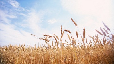 Por los excesos de agua el trigo caería un 15%