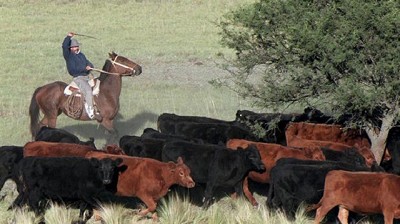 Sanidad: terneros sin diarrea