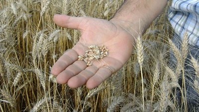 La hora del trigo: ¿cómo se mide la calidad?