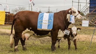 Se vendió en $ 355.000 el 50% de una hembra Braford