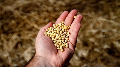 Soja: vencimiento de la DDJJ de la cosecha