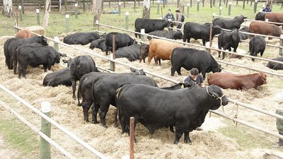 Inauguración oficial de La Nación Ganadera Norte