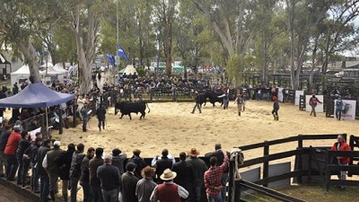 Fuerte interés por la genética argentina en LA NACION Ganadera Norte
