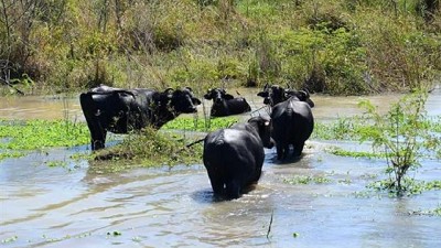 Formosa: la mitad de la provincia está en emergencia por las lluvias