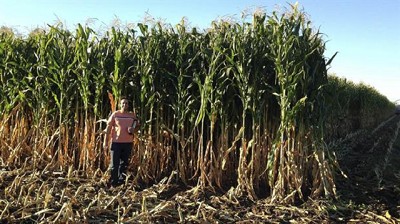 Los milagros del riego: producciones de forraje récord que se transforman en carne y leche