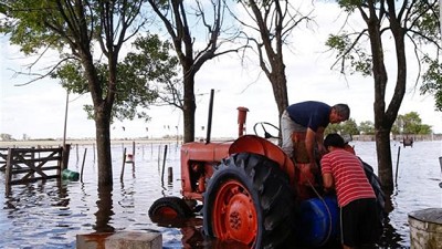Trigo: la suerte de la siembra se define con los excesos hídricos