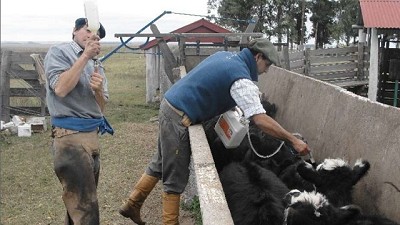 Los desafíos sanitarios de la cadena ganadera argentina