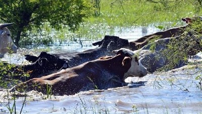 Se extiende a campos de Chaco y Formosa el drama de la inundación