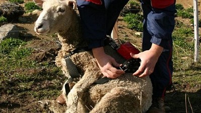 Ovinos monitoreados por GPS para un manejo más eficiente