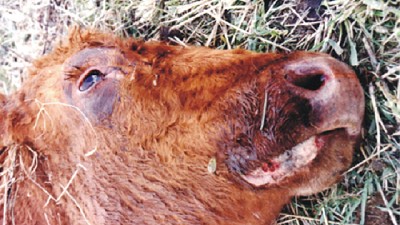 La importancia de prevenir el carbunclo