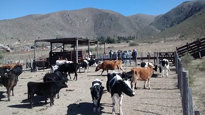 Los productores bovinos de áreas de montañas trabajan de manera sustentable