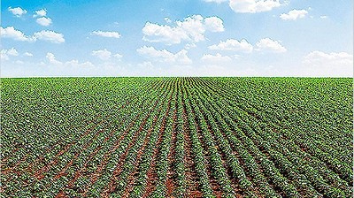 La siembra 2016/17 cubrió casi 9% más que en los últimos cinco ciclos