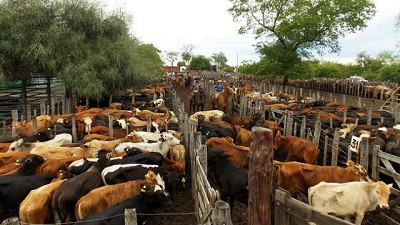 Llega el Remate de la Cabaña Buen Retiro