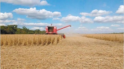 Pese al buen tiempo, excesos hídricos continúan demorando la cosecha de soja