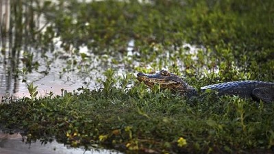 Humedales: pesos son amores