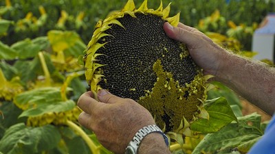 Oleico o Linoleico? Esa es la cuestión