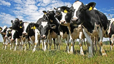 Exportan a la India 100 mil vacunas contra la tristeza bovina