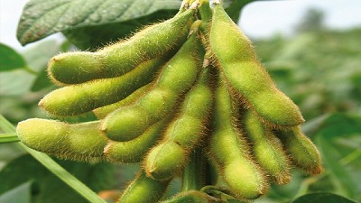 Dólar planchado y la soja por el piso