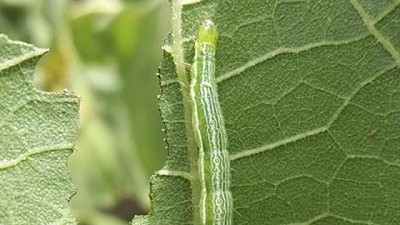 Es el mejor momento para que la agronomía fluya por la cabeza y el corazón