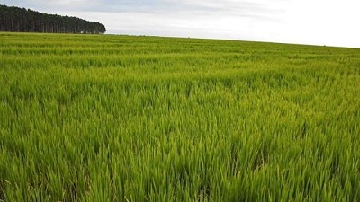 Crisis arrocera: piden medidas para mejorar la competitividad