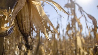 Con el maíz blanco recuperaron una tradición y hoy su producto llega a los platos gourmet