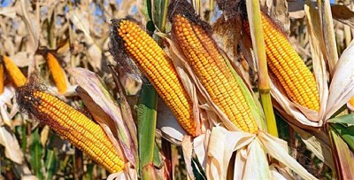 Sin amenazas climáticas, el maíz cayó 2,3% en la Bolsa de Chicago
