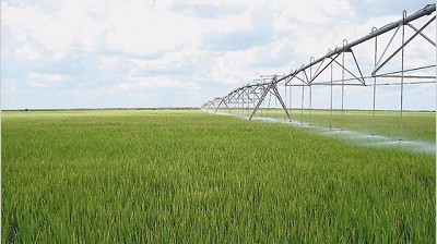 Por la baja rentabilidad, el arroz perderá un 10% del área sembrada