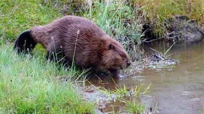 Alerta en Tierra del Fuego: castores construyeron más de 70 mil diques y cambiaron el ecosistema