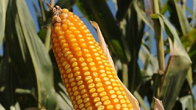 Con un híbrido de Nidera Semillas, en Laborde lograron un rinde récord en maíz