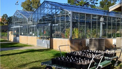 Forrajeras: investigan especies tolerantes a inundaciones