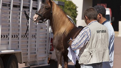 Patagonia es zona libre de anemia infecciosa equina