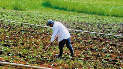 Newsan lanza nueva marca para exportar productos regionales