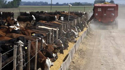 Tres pasos para disminuir el estrés del ternero que entra al feedlot