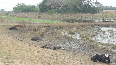 Inundaciones en Corrientes: advierten que podrían morir otros 60.000 animales por falta de alimento