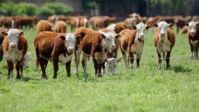 Radio:  Un boom ganadero que se apalancará en la exportación