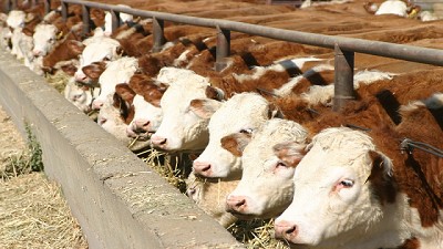 Buen año para los feedlots