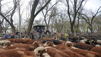 Precios sostenidos en Azul y Rauch con más de 8000 vacunos