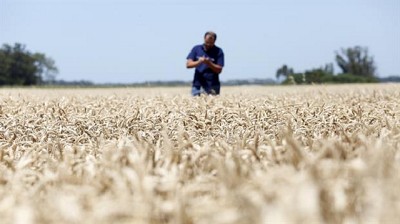 Buenos Aires: afirman que se crearon 20.000 nuevos empleos por la suba de las exportaciones de trigo