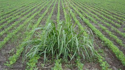 Herbicidas: presentan una nueva generación de dicamba