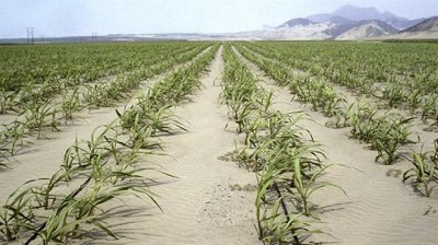 Tecnología: soluciones para producir alimentos en condición extrema