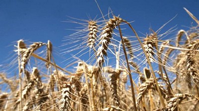 En la semana, el trigo acumuló una ganancia superior al 11% en Chicago