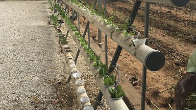 Un desierto productor de verduras y frutas