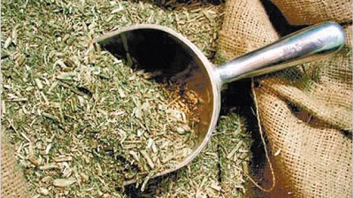 Cayó cosecha de yerba y hacia fin de año tomar mate sería más caro